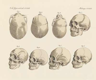 De schedel van de vijf menselijke rassen (gekleurde gravure) door German School