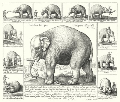 De volgzame olifant (gravure) door German School