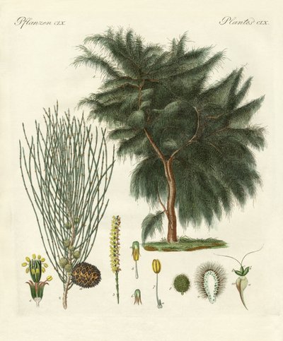 De vierflappige casuarina door German School