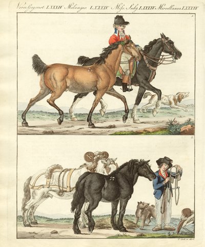 Het paard met zijn verschillende soorten door German School