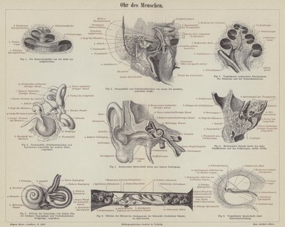 Het menselijk oor (gravure) door German School