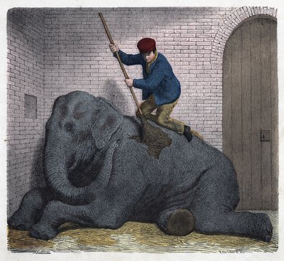 De ochtendtoilette van de Lilli-olifant. In 