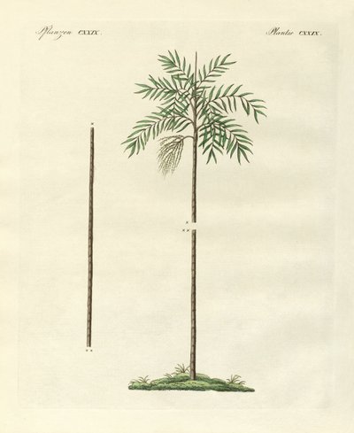 De slanke palm van Nieuw-Ierland door German School