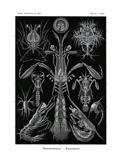 Thoracostraca door German School