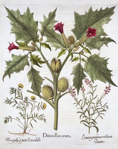 Doornappel, Gamander en Paarse Vlasleeuwenbek, uit Hortus Eystettensis, door Basil Besler, 1613 door German School