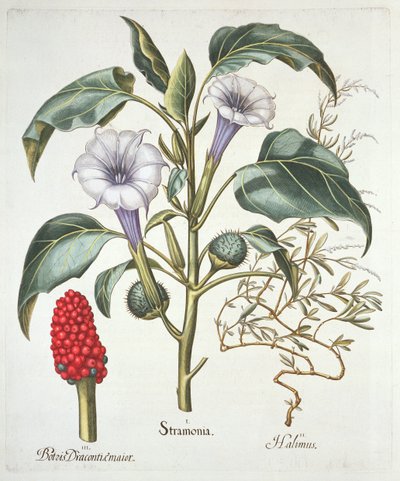Doornappel, uit de Hortus Eystettensis door Basil Besler (1561-1629), pub. 1613 door German School