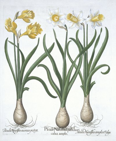 Drie Pseudo-Narcissen uit Hortus Eystettensis door German School