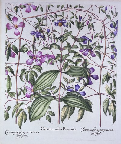 Drie Soorten Clematis, uit Hortus Eystettensis, door Basil Besler, gepubliceerd 1613 door German School