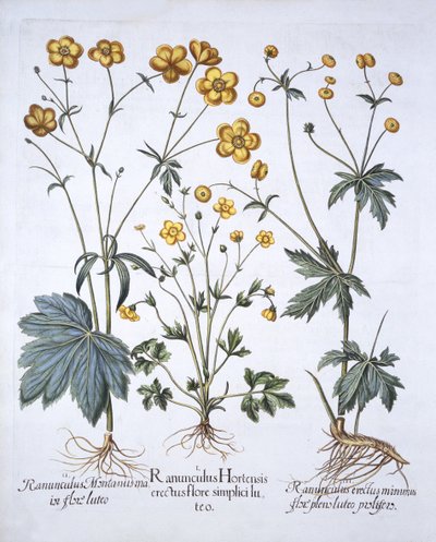 Drie variëteiten van Boterbloem, uit Hortus Eystettensis, door Basil Besler, 1613 door German School