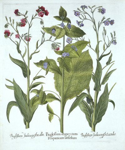 Drie variëteiten van Bugloss, uit Hortus Eystettensis, door Basil Besler, gepubliceerd 1613 door German School