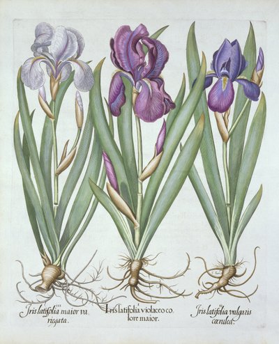 Drie variëteiten van baardige irissen, uit Hortus Eystettensis, door Basil Besler, gepubliceerd 1613 door German School