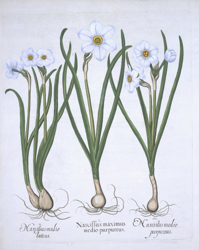 Drie witte Narcissen uit Hortus Eystettensis door German School