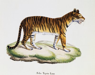 Tijger (Felis tigris), uit Zoogdieren geïllustreerd uit de natuur met beschrijvingen, door Johann Christian Daniel von Schreber (1739-1810), gravure door IC Bock naar tekening van A Fleischmann, volume 3, tafel 98 A, Duitsland door German School