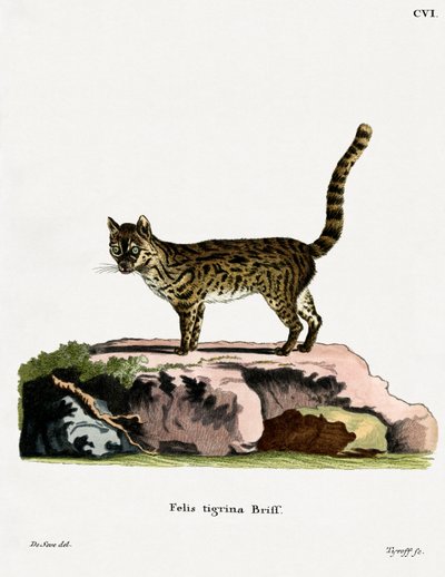Tijgerkat door German School