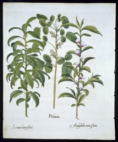Pistachenoot, laurierboom (Laurus Nobilis), en amandel, plaat 6 uit Hortus Eystettensis door Basil Besler (1561-1629) gepubliceerd in 1613 door German School