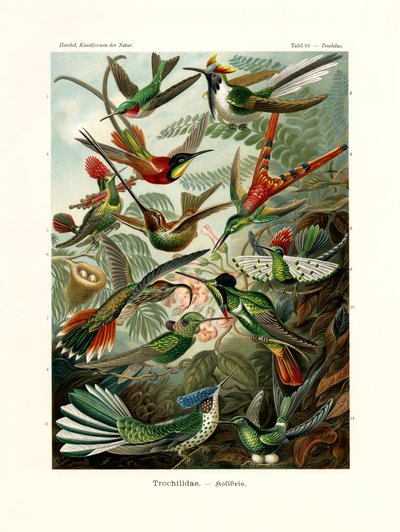 Trochilidae door German School