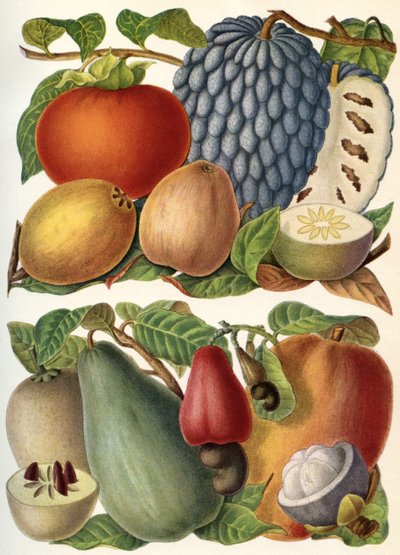 Tropisch Fruit, uit 