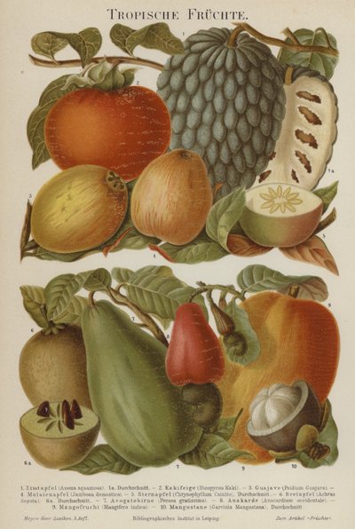 Tropisch fruit door German School