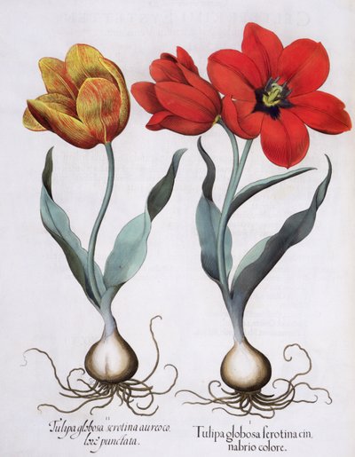 Tulpen: 1.Tulipa globosa serotina cinnabrio colore; 2.Tulipa globosa serotina aureo colore punctata, uit de Hortus Eystettensis door Basil Besler (1561-1629), uitgegeven 1613 door German School