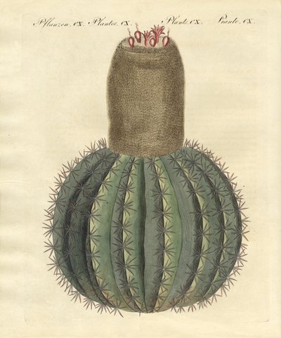 Turks-cap Cactus door German School