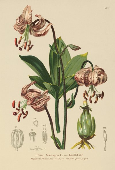Turks Cap Lelie (Lilium Martagon) door German School