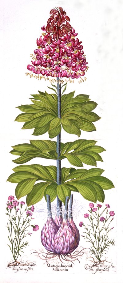 Turkse Lelie en Anjer, uit Hortus Eystettensis, door Basil Besler, 1613 door German School