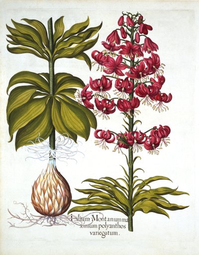 Turkse Lelie, uit Hortus Eystettensis, door Basil Besler, 1613 door German School