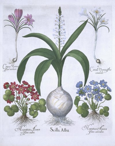 Twee Krokussen, twee Hepatica en een Scilla uit Hortus Eystettensis door German School
