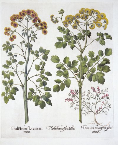 Twee Soorten Weideruit en Helmbloem, uit Hortus Eystettensis, door Basil Besler, 1613 door German School