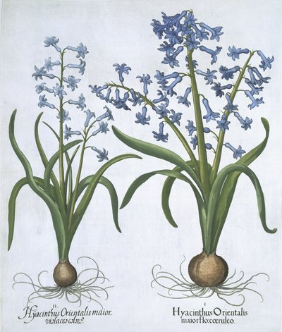 Twee blauwe Hyacinten uit Hortus Eystettensis door German School