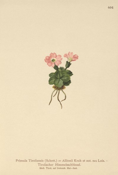 Tiroolse Sleutelbloem (Primula tyrolensis, Primula Tirolensis, Primula Allionii) door German School