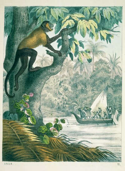 Bovenloop van de Amazone, uit Das Buch der Welt, gepubliceerd 1858 door German School