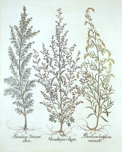 Variaties van Alsem, uit Hortus Eystettensis, door Basil Besler, gepubliceerd 1613 door German School