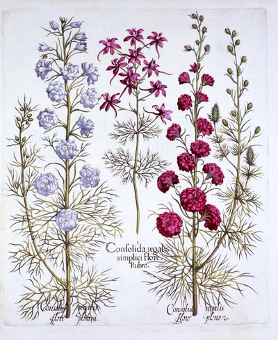 Ridderspoorvariëteiten, uit Hortus Eystettensis, door Basil Besler, 1613 door German School