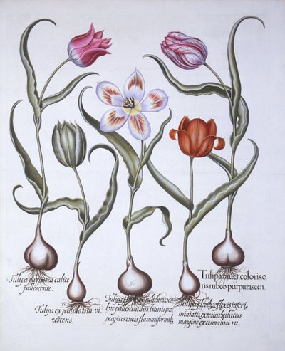 Variëteiten van Tulp, uit Hortus Eystettensis, door Basil Besler, 1613 door German School