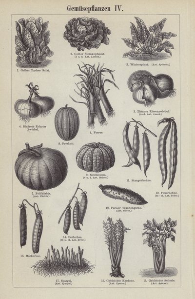 Groenten (gravure) door German School