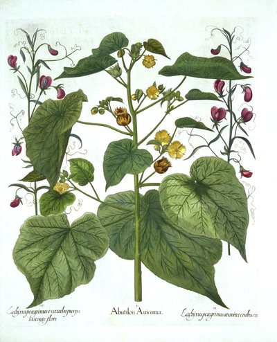 Fluweelblad en Lathyrus, uit Hortus Eystettensis, door Basil Besler, 1613 door German School
