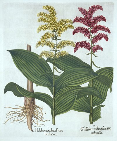 Veratrum, uit "Hortus Eystettensis", door Basil Besler door German School