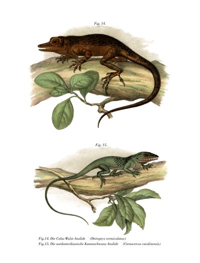 Vinales anolis door German School