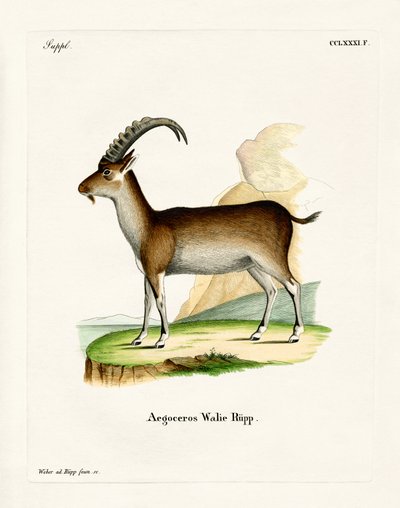 Walia Steenbok door German School