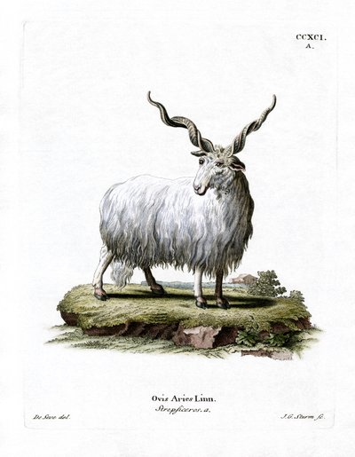 Wallachisch schaap door German School