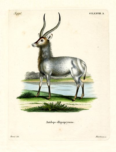 Waterbok door German School
