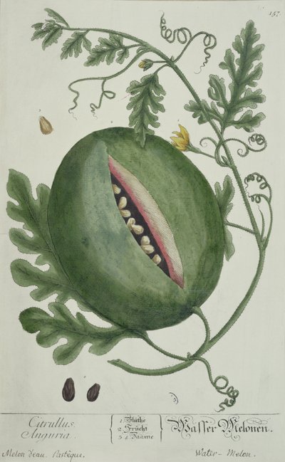 Watermeloen, uit A Curious Herbal, Duitse editie, gepubliceerd 1757 door German School