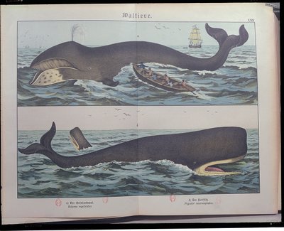 Walvisvangst en potvis, uit Natuurlijke Historie van Zoogdieren (1861) door Gotthelf Heinrich von Schubert (1780-1860), gepubliceerd in Stuttgart, 1886 (kleurgravure) door German School