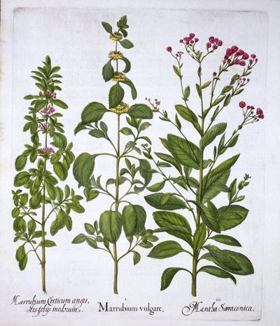 Witte Malrove, Malrove en Munt, uit Hortus Eystettensis, door Basil Besler, gepubliceerd 1613 door German School