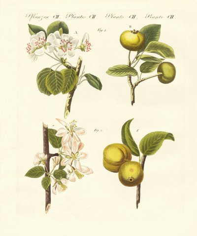 Wilde soorten fruit door German School