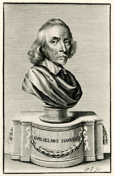 William Harvey door German School