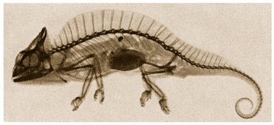 Röntgenfoto van een Kameleon, ca. 1890 door German School