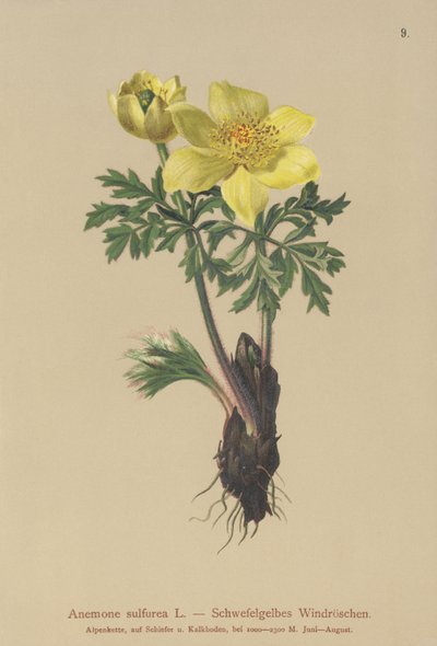 Gele Anemoon (Anemone sulfurea, Anemone sulphurea, Pulsatilla alpina) door German School