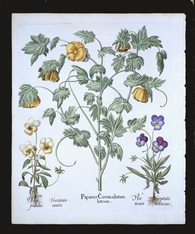 Gele gehoornde papaver, uit de Hortus Eystettensis door Basil Besler (1561-1629), pub. 1613 door German School